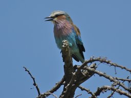 Seronera_and_Lobo2003-029